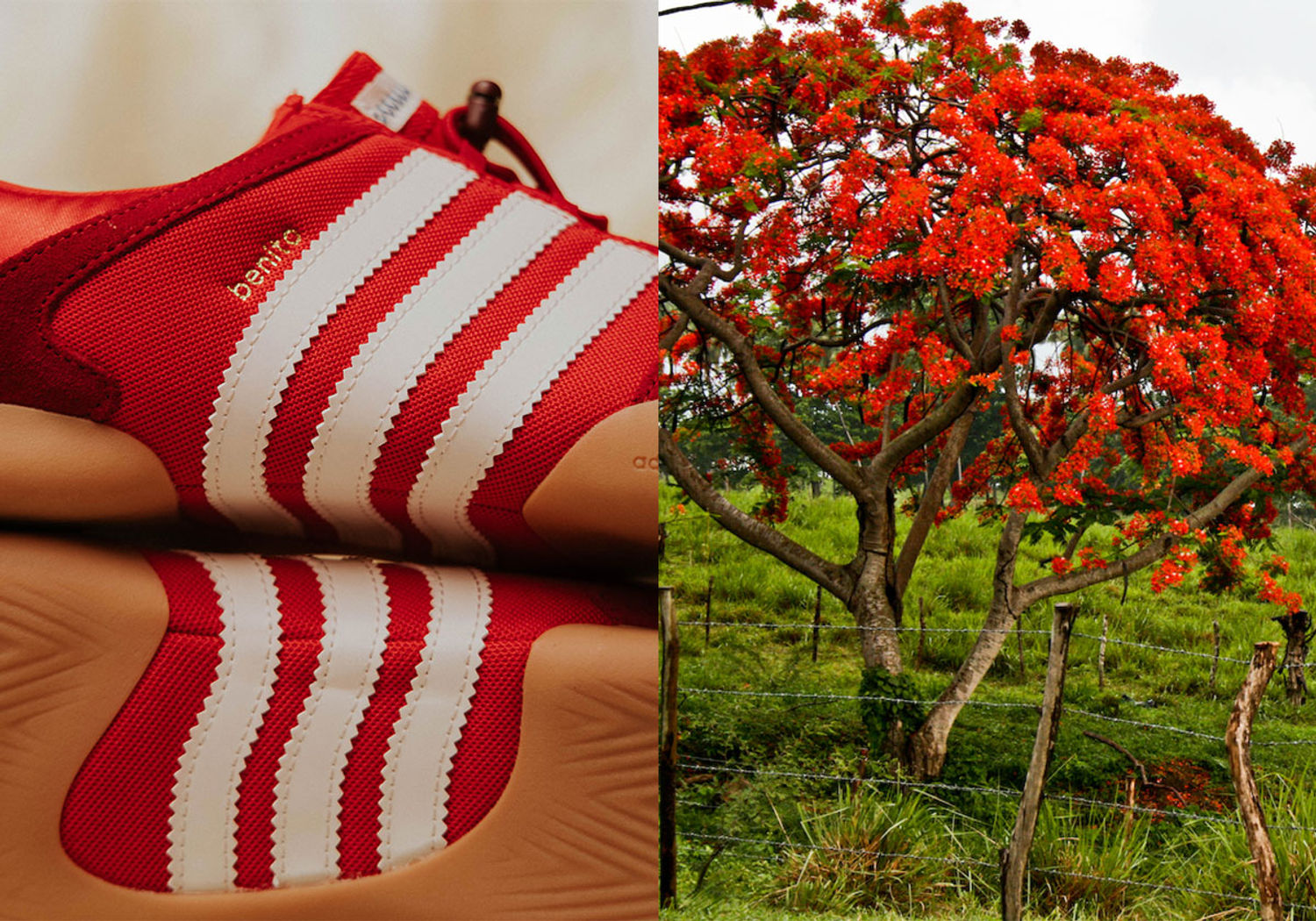 Bad Bunny x adidas Ballerina Flamboyan Red